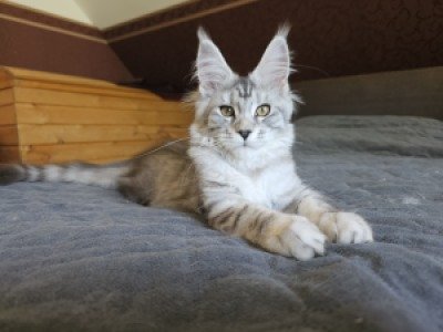 Fragglerocks Blue Velvet 