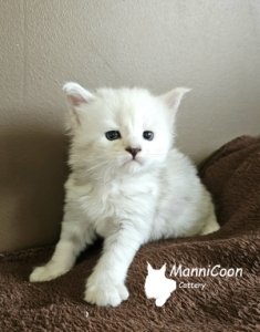 ManniCoon Rebecca 