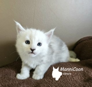 ManniCoon Rollo 
