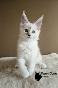 ManniCoon Ragnar